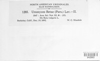 Uromyces betae image